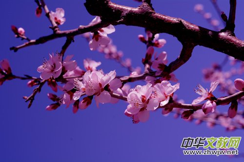 15ӛߔzӰҾW(wng)ȫ(gu)ДzӰ(hu)T