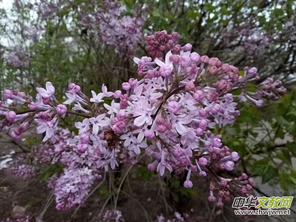 rѩӣĹ@