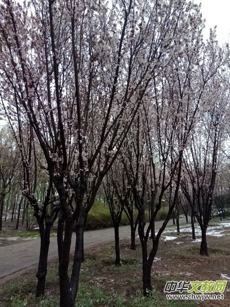 rѩӣĹ@