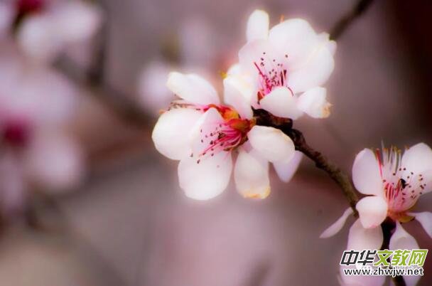 風(fēng)花雪月伴他行——讀王興舟《夢(mèng)里有幾朵花兒在開》遐想 風(fēng)花雪月伴他行——讀王興舟《夢(mèng)里有幾朵花兒在開》遐想