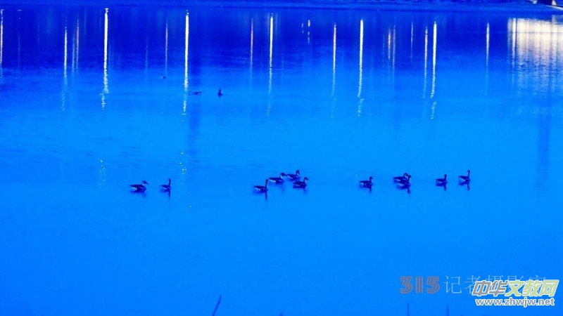 大雁——靳新國拍于北京南海子郊野公園 大雁——靳新國拍于北京南海子郊野公園