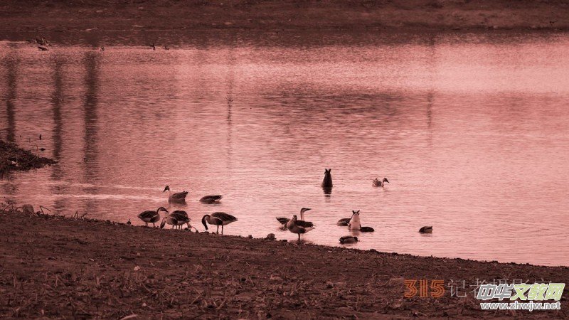 大雁——靳新國拍于北京南海子郊野公園 大雁——靳新國拍于北京南海子郊野公園