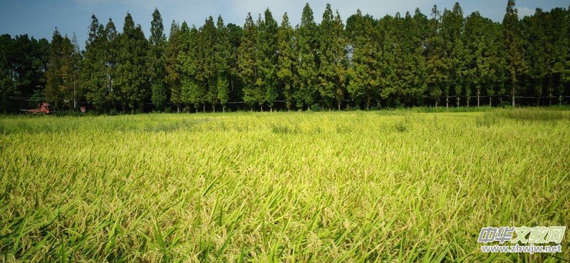 沉沙詩圖:在一條光的小路走到黑 沉沙詩圖:在一條光的小路走到黑