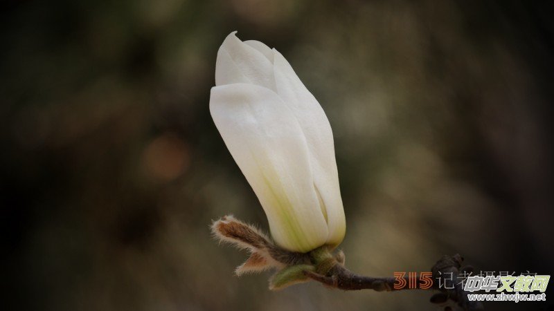 笑琰攝影:春日又花開(kāi) 鳥(niǎo)兒鳴綠柳 笑琰攝影:春日又花開(kāi) 鳥(niǎo)兒鳴綠柳