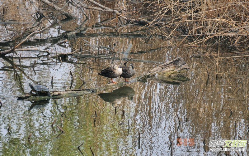 笑琰攝影:春日又花開(kāi) 鳥(niǎo)兒鳴綠柳 笑琰攝影:春日又花開(kāi) 鳥(niǎo)兒鳴綠柳