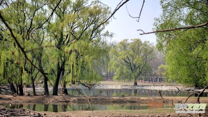 笑琰攝影:春日又花開(kāi) 鳥(niǎo)兒鳴綠柳 笑琰攝影:春日又花開(kāi) 鳥(niǎo)兒鳴綠柳