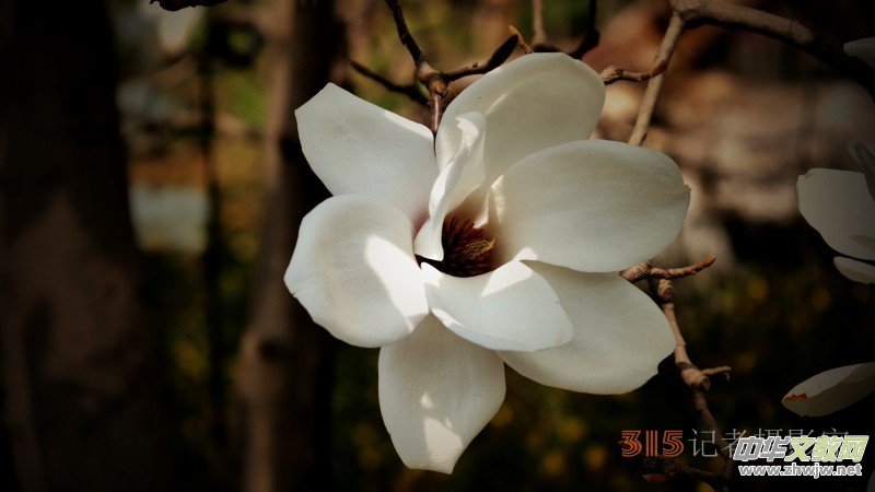 笑琰攝影:春日又花開(kāi) 鳥(niǎo)兒鳴綠柳 笑琰攝影:春日又花開(kāi) 鳥(niǎo)兒鳴綠柳