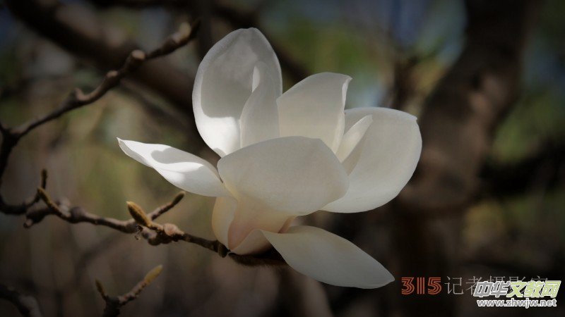 笑琰攝影:春日又花開(kāi) 鳥(niǎo)兒鳴綠柳 笑琰攝影:春日又花開(kāi) 鳥(niǎo)兒鳴綠柳