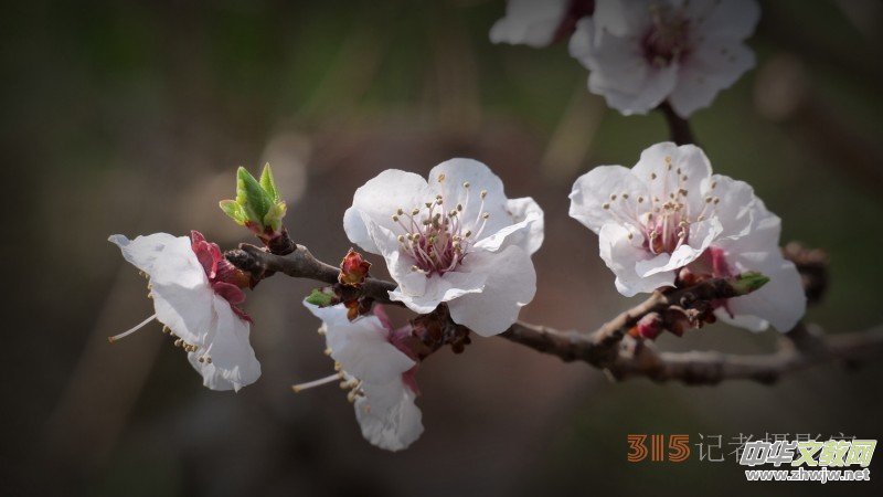 笑琰攝影:春日又花開(kāi) 鳥(niǎo)兒鳴綠柳 笑琰攝影:春日又花開(kāi) 鳥(niǎo)兒鳴綠柳
