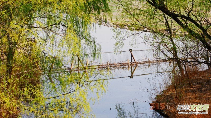笑琰攝影:春日又花開(kāi) 鳥(niǎo)兒鳴綠柳 笑琰攝影:春日又花開(kāi) 鳥(niǎo)兒鳴綠柳