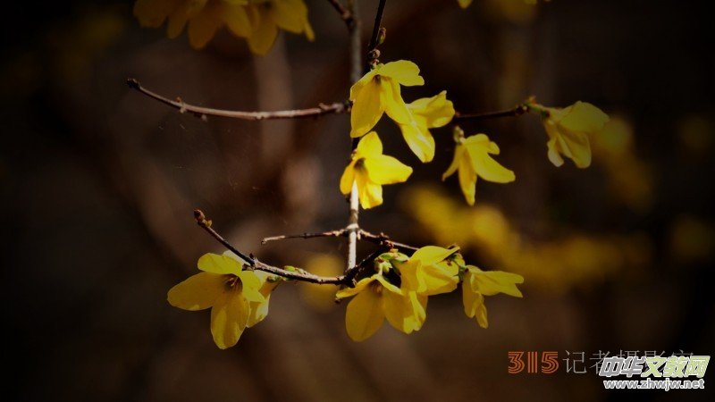 笑琰攝影:春日又花開(kāi) 鳥(niǎo)兒鳴綠柳 笑琰攝影:春日又花開(kāi) 鳥(niǎo)兒鳴綠柳