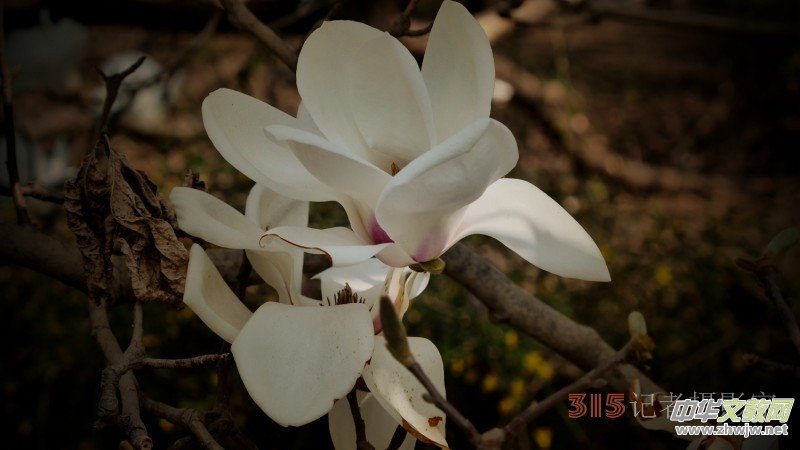 笑琰攝影:春日又花開(kāi) 鳥(niǎo)兒鳴綠柳 笑琰攝影:春日又花開(kāi) 鳥(niǎo)兒鳴綠柳