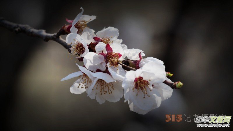 笑琰攝影:春日又花開(kāi) 鳥(niǎo)兒鳴綠柳 笑琰攝影:春日又花開(kāi) 鳥(niǎo)兒鳴綠柳