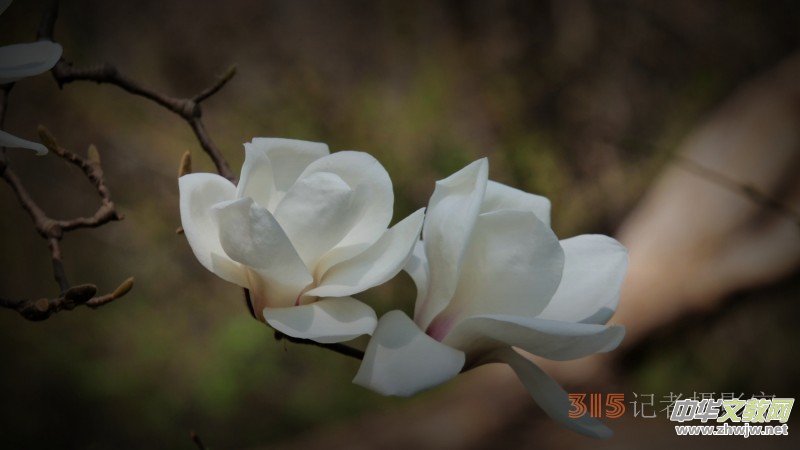 笑琰攝影:春日又花開(kāi) 鳥(niǎo)兒鳴綠柳 笑琰攝影:春日又花開(kāi) 鳥(niǎo)兒鳴綠柳