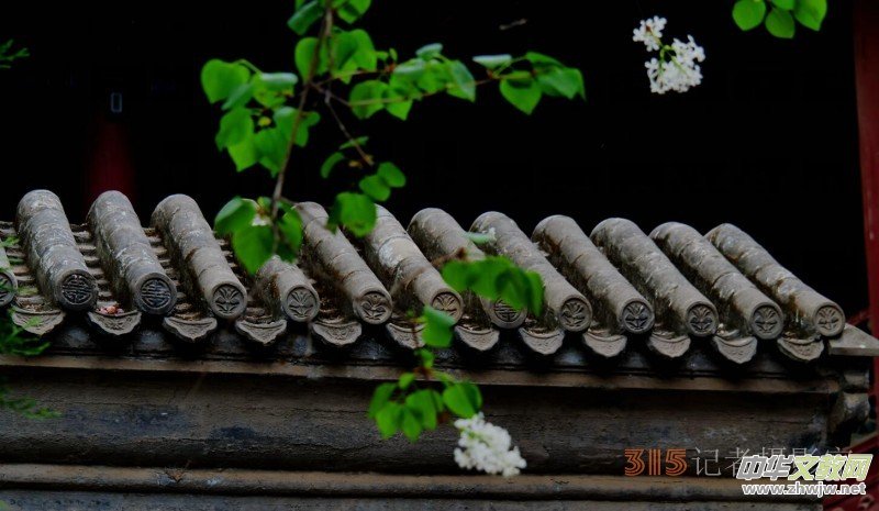 笑琰攝影:法源寺丁香白紫海棠新 笑琰攝影:法源寺丁香白紫海棠新