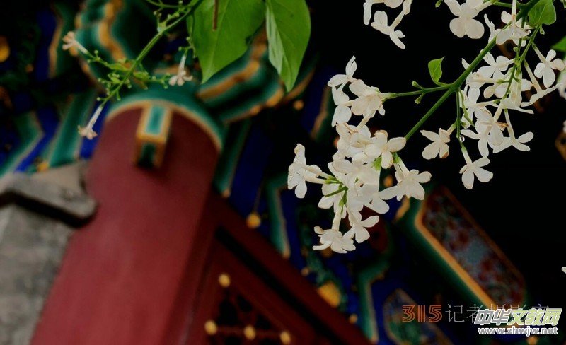笑琰攝影:法源寺丁香白紫海棠新 笑琰攝影:法源寺丁香白紫海棠新