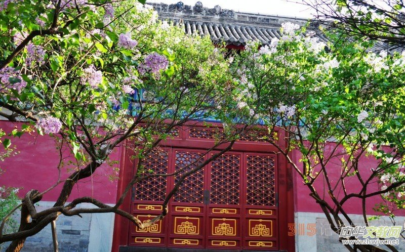 笑琰攝影:法源寺丁香白紫海棠新 笑琰攝影:法源寺丁香白紫海棠新