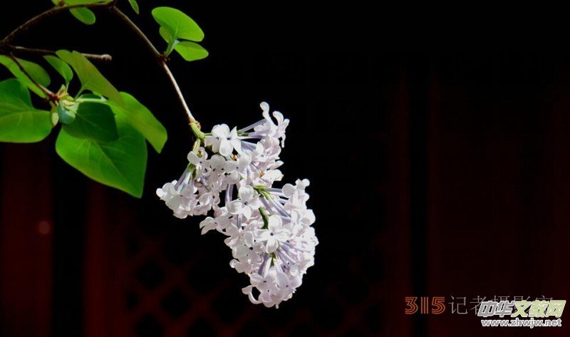 笑琰攝影:法源寺丁香白紫海棠新 笑琰攝影:法源寺丁香白紫海棠新