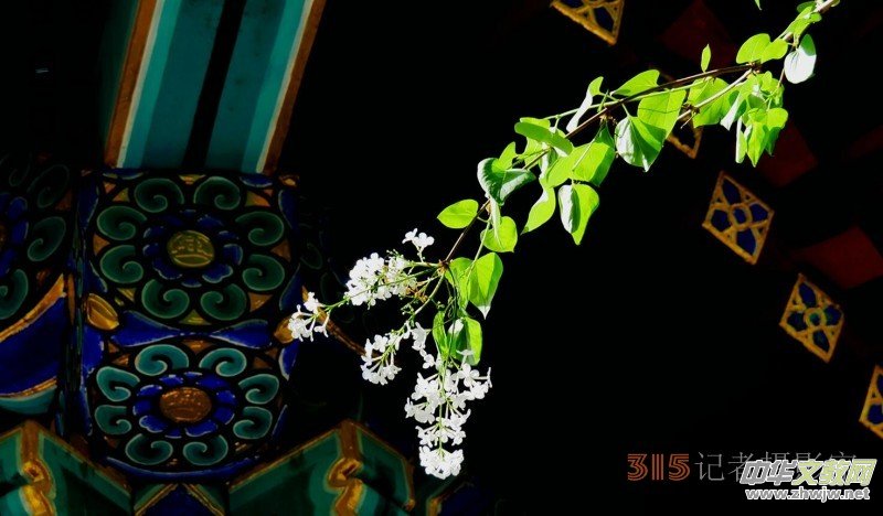 笑琰攝影:法源寺丁香白紫海棠新 笑琰攝影:法源寺丁香白紫海棠新