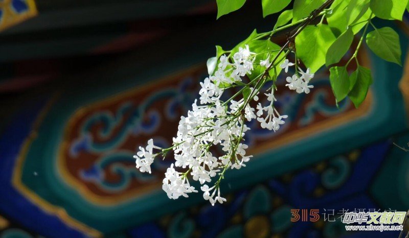 笑琰攝影:法源寺丁香白紫海棠新 笑琰攝影:法源寺丁香白紫海棠新