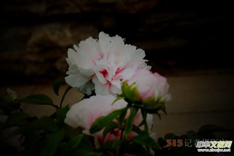 ӛߔzӰzӰƷ:ǧfB(ti)ĵ