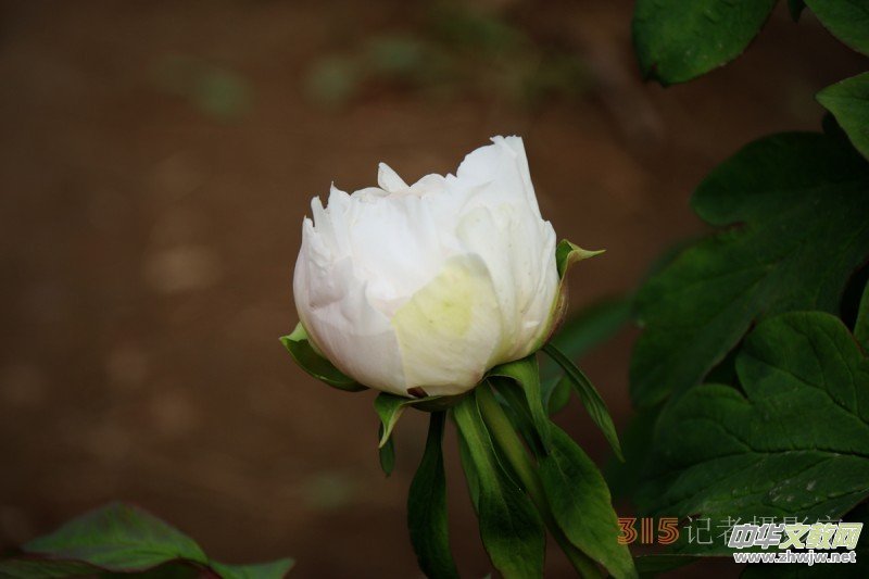 ӛߔzӰzӰƷ:ǧfB(ti)ĵ
