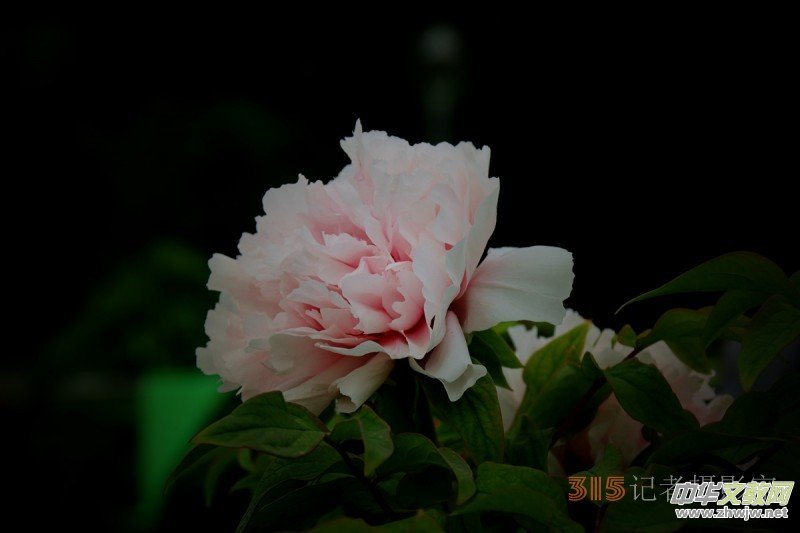 ӛߔzӰzӰƷ:ǧfB(ti)ĵ