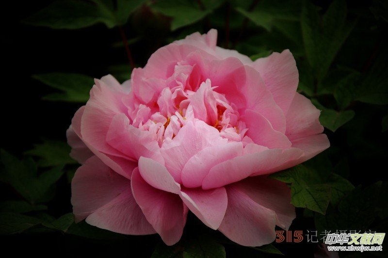 ӛߔzӰzӰƷ:ǧfB(ti)ĵ