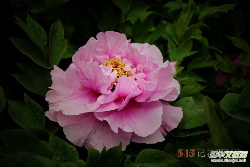 ӛߔzӰzӰƷ:ǧfB(ti)ĵ