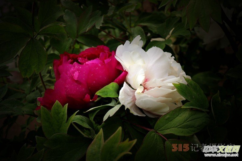 ӛߔzӰzӰƷ:ǧfB(ti)ĵ