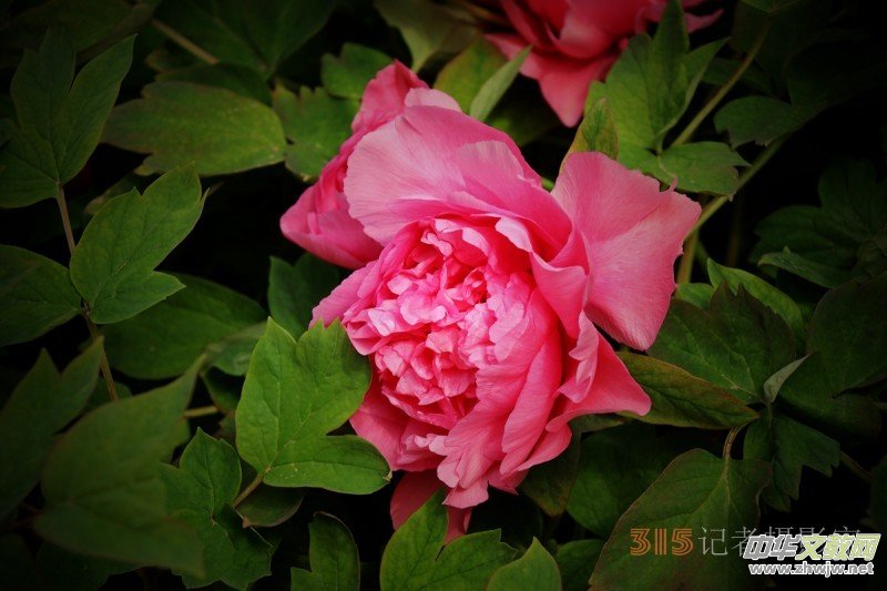 ӛߔzӰzӰƷ:ǧfB(ti)ĵ