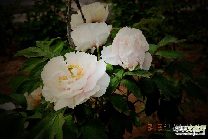 ӛߔzӰzӰƷ:ǧfB(ti)ĵ