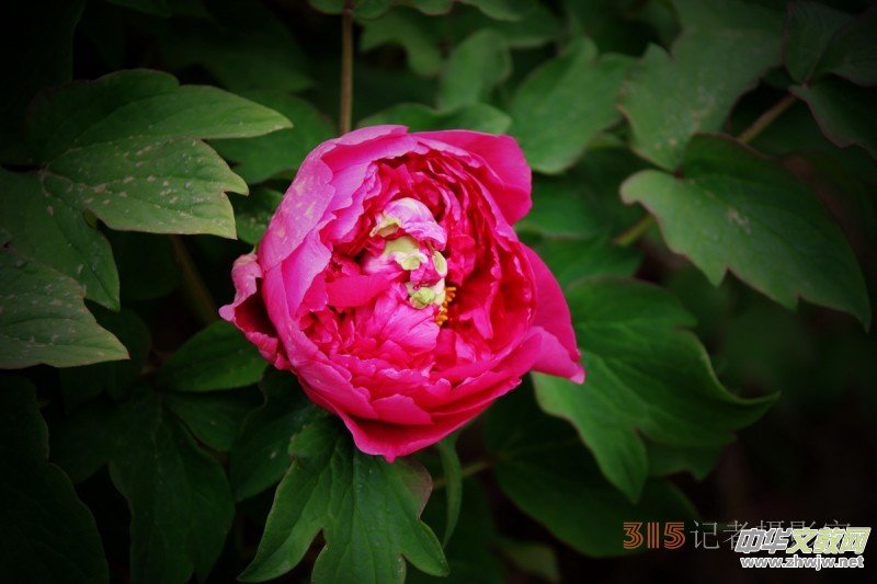 ӛߔzӰzӰƷ:ǧfB(ti)ĵ