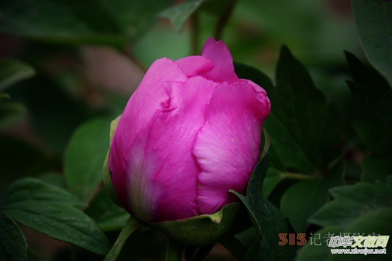 ӛߔzӰzӰƷ:ǧfB(ti)ĵ