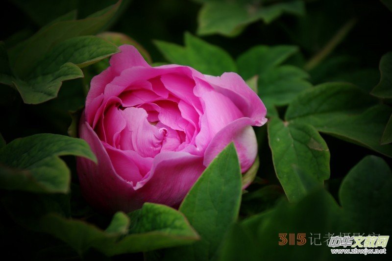ӛߔzӰzӰƷ:ǧfB(ti)ĵ