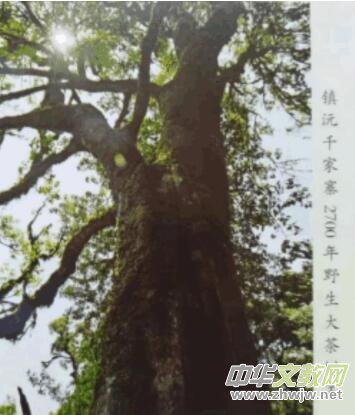 中醫(yī)通法治未病 藥食同源益壽長 北京陳寶洪中醫(yī)研究院——陳寶洪 院長 中醫(yī)通法治未病 藥食同源益壽長 北京陳寶洪中醫(yī)研究院——陳寶洪 院長