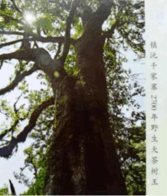 中醫(yī)通法治未病 藥食同源益壽長(zhǎng) 中醫(yī)通法治未病 藥食同源益壽長(zhǎng)