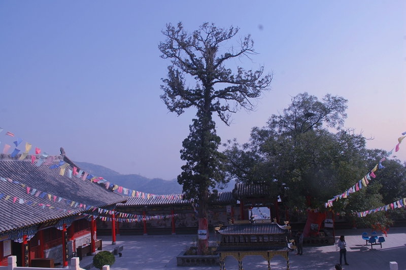 詩歌教學(xué):《老樹》《女兒·鴿子》《 鄉(xiāng)村的五月》教案 詩歌教學(xué):《老樹》《女兒·鴿子》《 鄉(xiāng)村的五月》教案