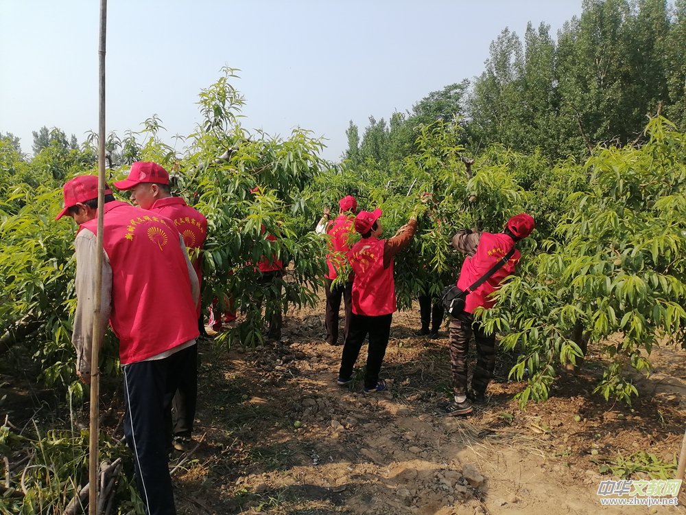 德州保店鎮(zhèn):志愿紅助力黃桃基地疏果 共繪鄉(xiāng)村振興新圖景 德州保店鎮(zhèn):志愿紅助力黃桃基地疏果 共繪鄉(xiāng)村振興新圖景