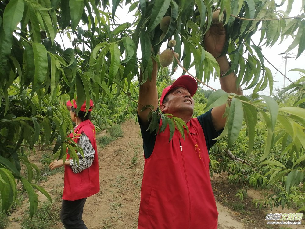 德州保店鎮(zhèn):志愿紅助力黃桃基地疏果 共繪鄉(xiāng)村振興新圖景 德州保店鎮(zhèn):志愿紅助力黃桃基地疏果 共繪鄉(xiāng)村振興新圖景
